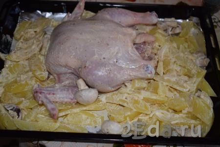 Далее на противень, смазанный сливочным маслом, выкладываем курицу спинкой вниз  (если вес курочки больше, чем 1,2 килограмма, тогда лучше разрезать ее по грудке и выложить для запекания плашмя) и картофель. Ставим в разогретую духовку и запекаем 1 час при температуре 190 градусов.